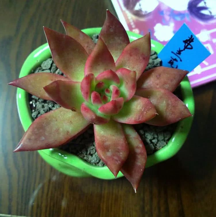 做足了功课养多肉,不用操心就能养好的多肉