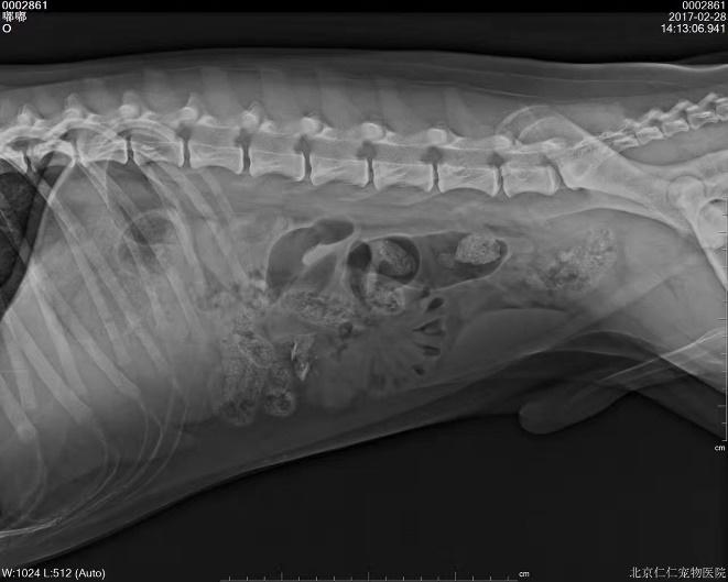 犬猫呕吐的诊断与治疗有最好的药,犬猫呕吐的诊断与治疗