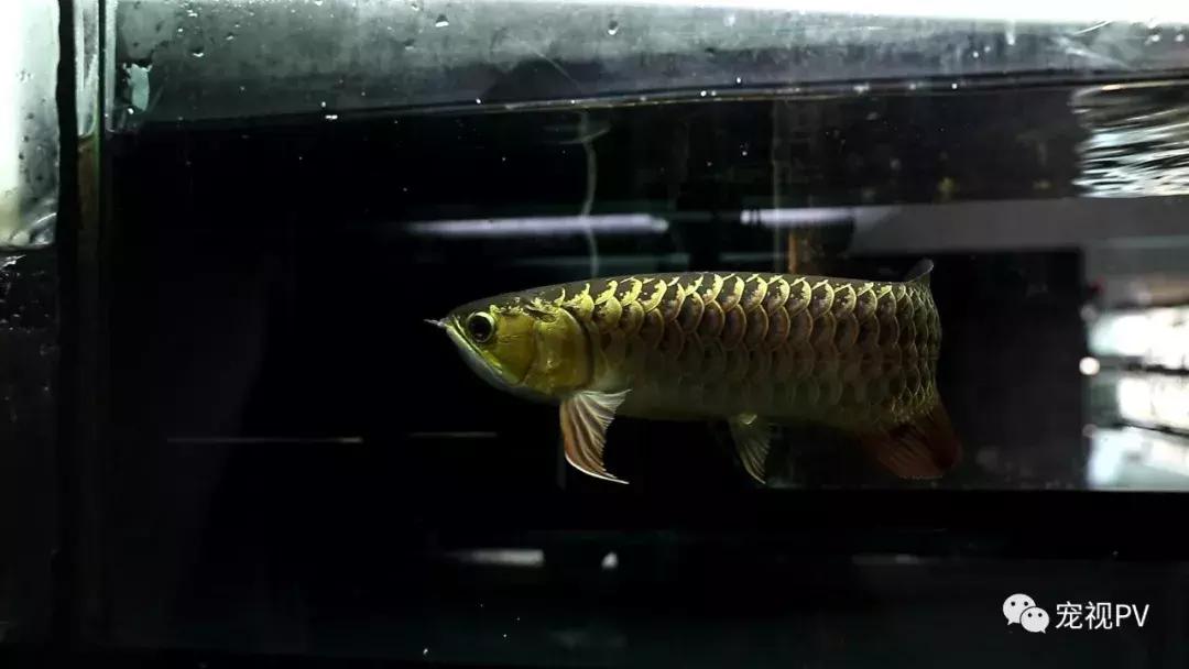 驯龙怎么让龙饿得快,如何让龙鱼改口吃饲料