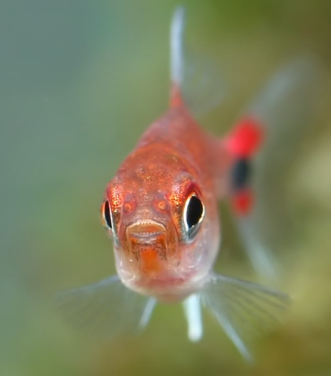 热带小型观赏鱼灯光,小型热带鱼水草灯
