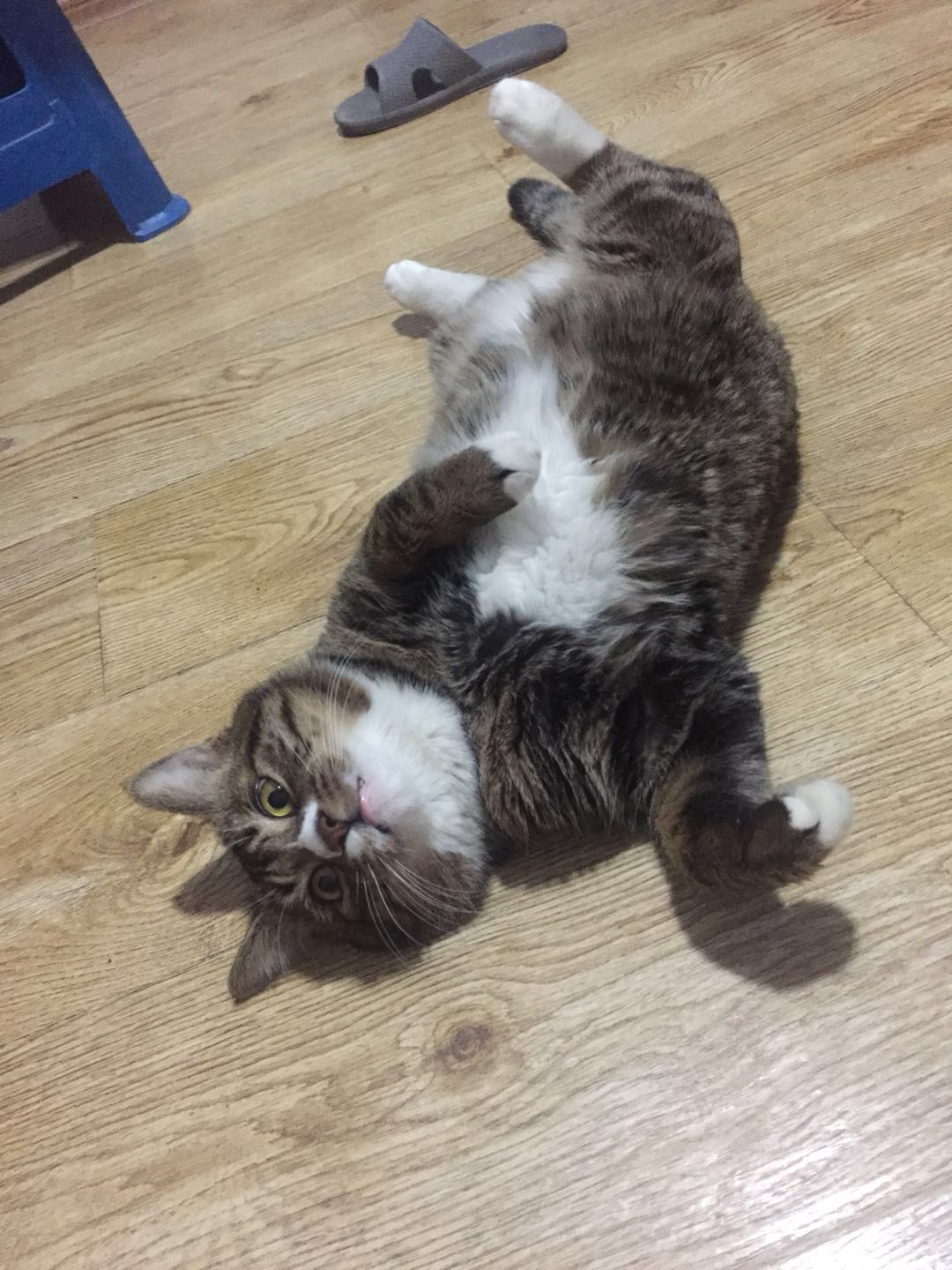 如何确定自家的猫主子到了求偶期?怎么应对?