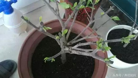 铁树的根全部烂了还能救活吗,发财树根烂了怎么救活有效