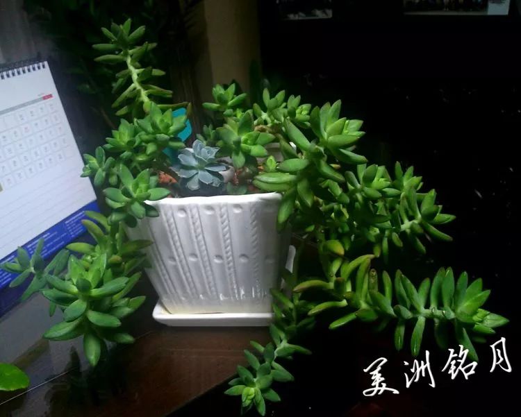 做足了功课养多肉,不用操心就能养好的多肉