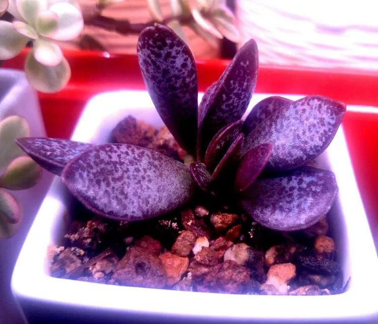 做足了功课养多肉,不用操心就能养好的多肉