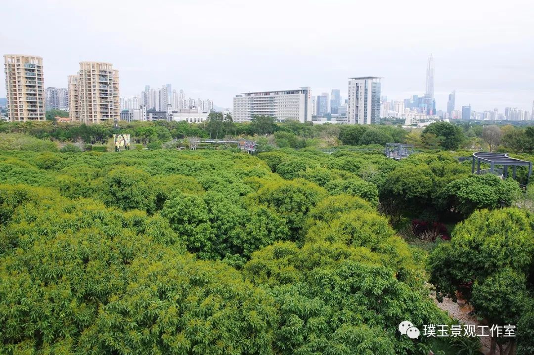 深圳香蜜公园航拍视频,香蜜湖香蜜公园