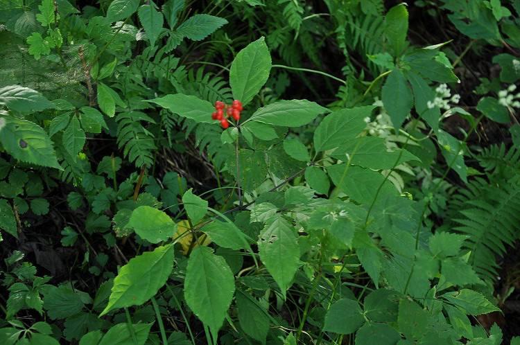 理中丸温中散寒功效是什么,健脾益气理中丸