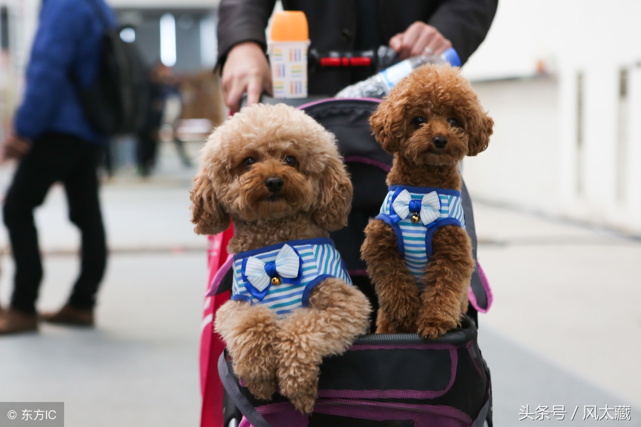 瀹犵墿鐙楃殑绻佽鏂规硶,瀹犵墿鐘厤绉嶆妧鏈拰娉ㄦ剰浜嬮」