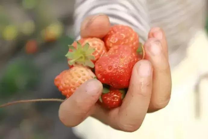 武汉比较靠谱的摘草莓基地,武汉市黄陂区摘草莓地方