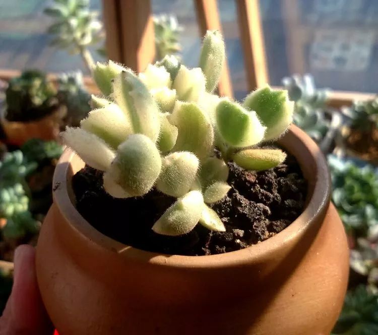 做足了功课养多肉,不用操心就能养好的多肉