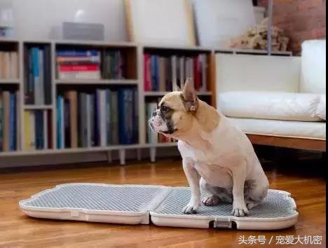 狗狗到处拉尿土方法怎么治,狗狗定点上厕所便便怎么处理