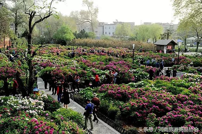 玩转洛阳多少钱,玩转洛阳市