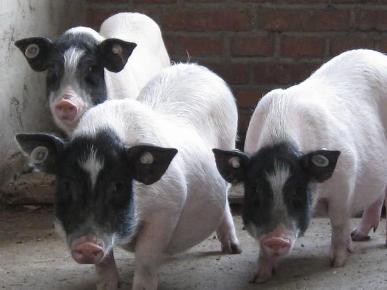 广西巴马长寿乡之旅,广西巴马长寿之乡位置