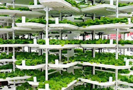 垂直农场与垂直农业 (国外垂直农场现状)
