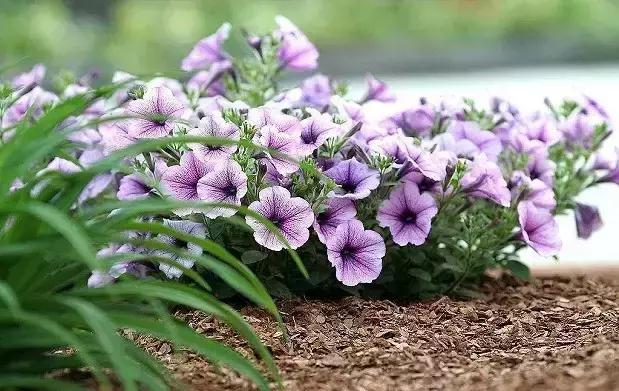 100种常年开花的植物,适合在家一年四季开花的植物