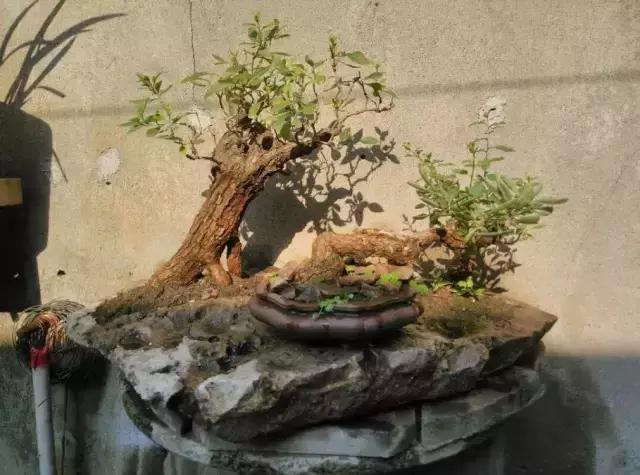 山宗山先生枸杞精品养护心得