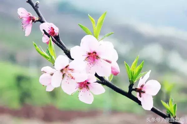 美丽的樱花谷美景,樱花谷美丽的好地方