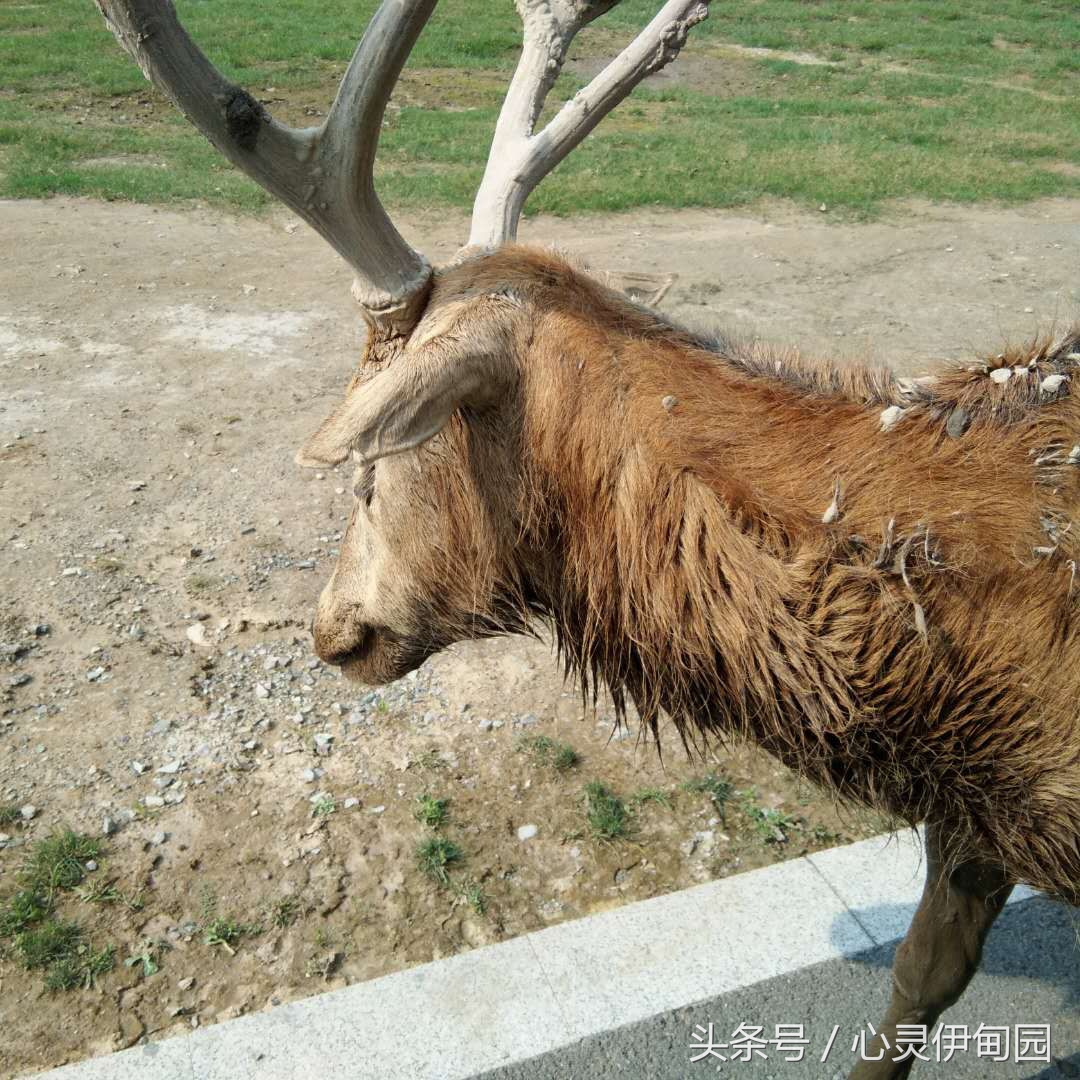 中华麋鹿园,中华麋鹿基地