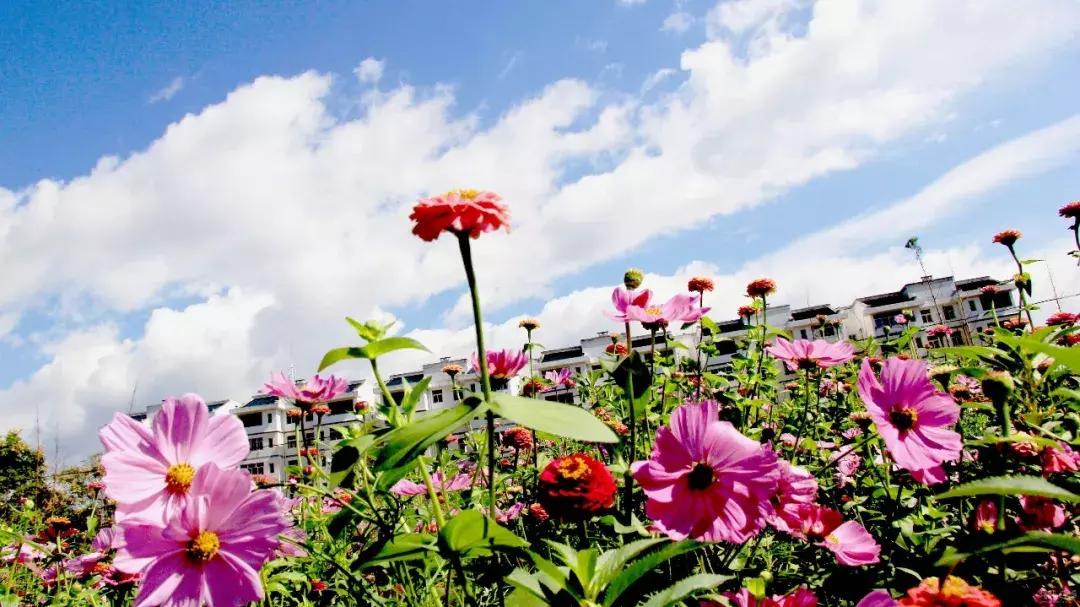100种常年开花的植物,适合在家一年四季开花的植物