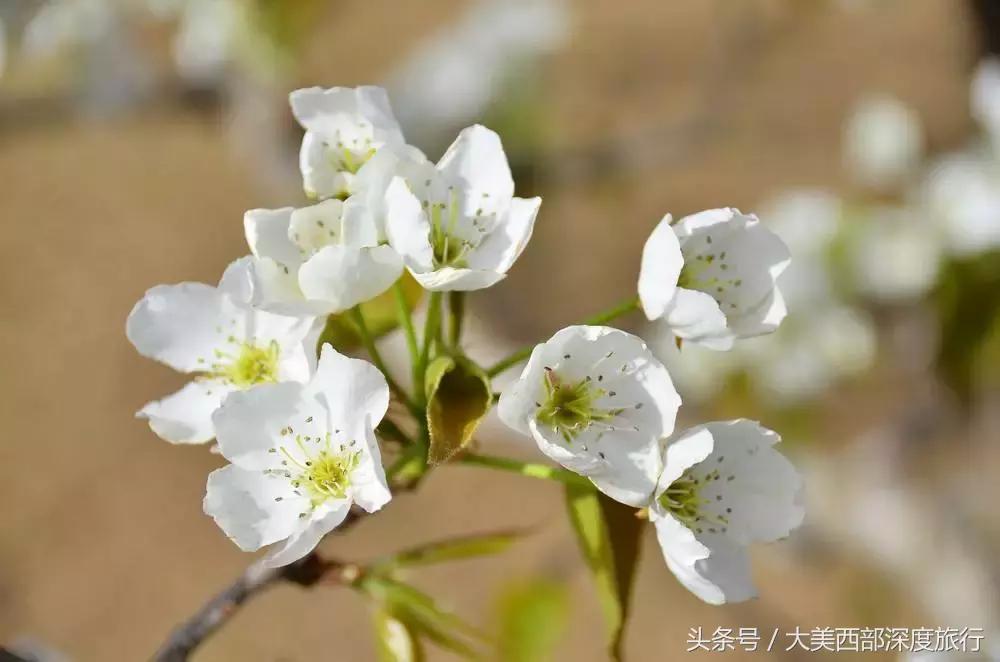 大连英歌石植物园赏花时间表,2022常州公园赏花时间表