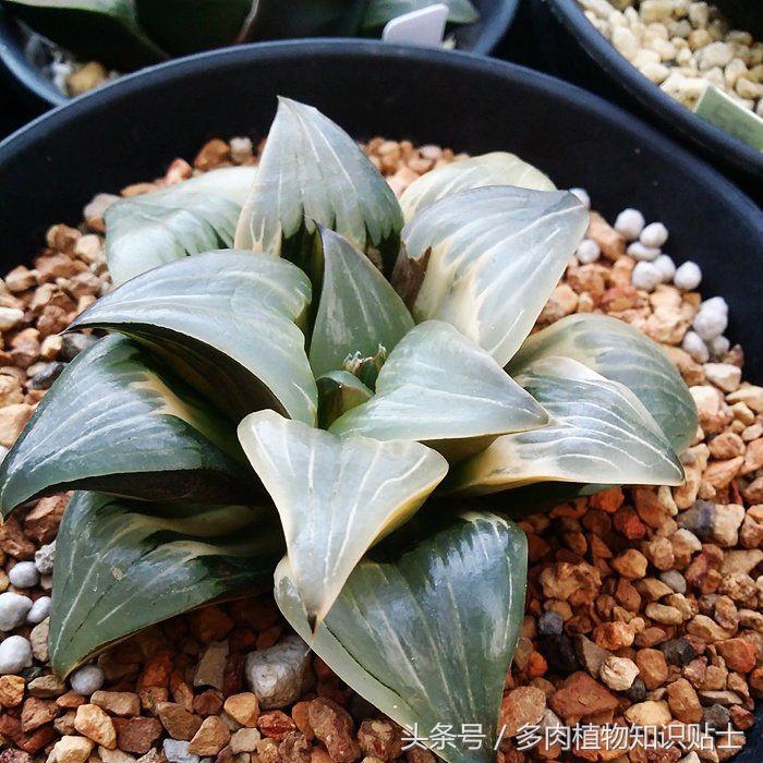 多肉玩家排行榜前十名,多肉植物种类大百科