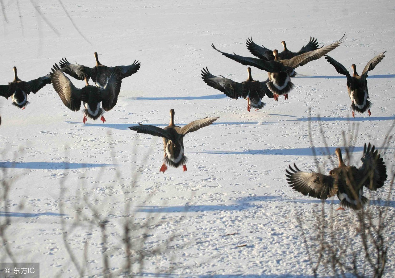 中国养殖大雁的品种,大雁养殖利润与前景