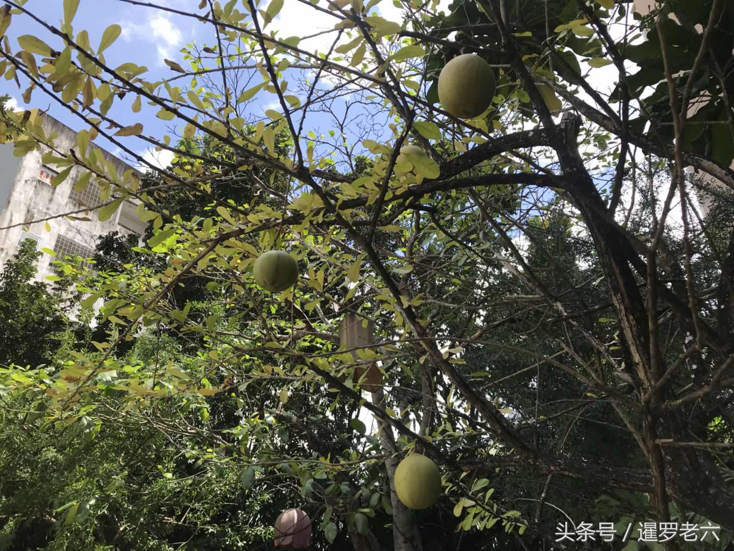 泰国合艾有多厉害,泰国合艾现在有榴莲吃吗