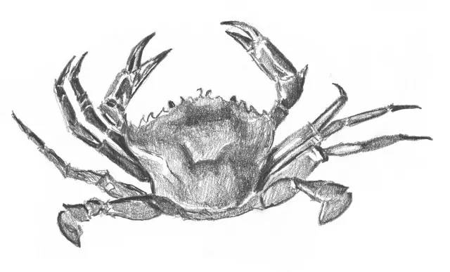 国画素描教程零基础入门,零基础学素描初学者入门教学