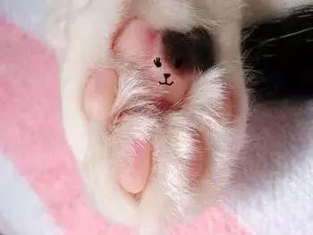 猫咪的肉垫可以萌到什么程度,猫咪的小肉垫起什么作用