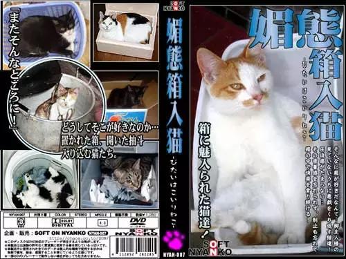 猫片大全及价格表,猫片是什么意思