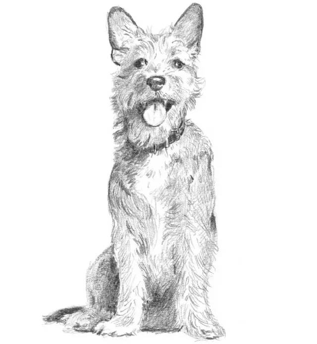 国画素描教程零基础入门,零基础学素描初学者入门教学