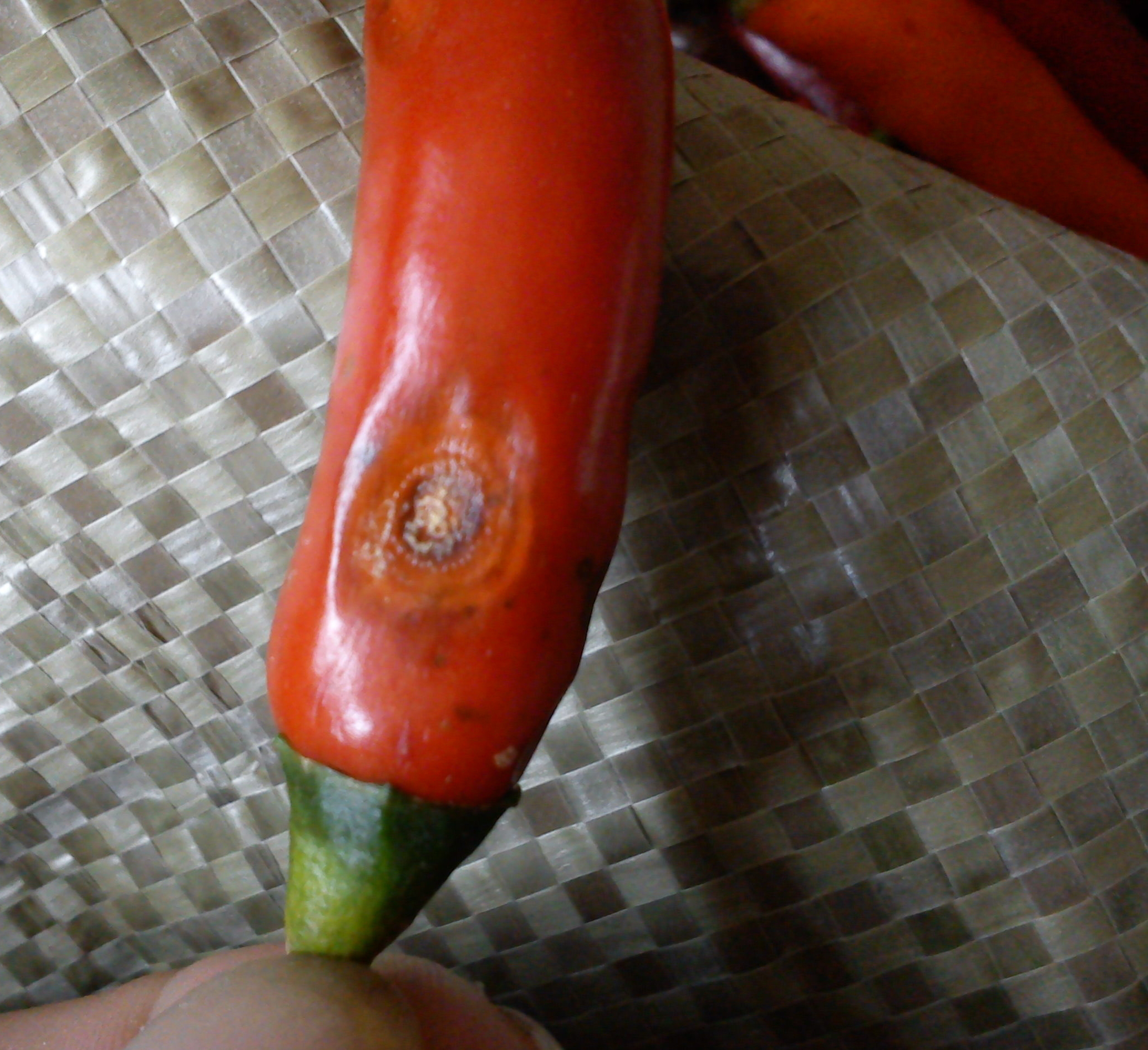 辣椒炭疽病的病原形态,辣椒炭疽病的病症为点状物