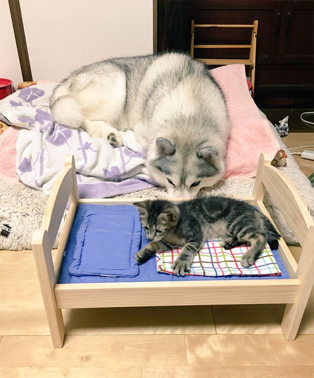 二哈把猫咪按在枕头底下,猫咪的窝被两只狗狗霸占