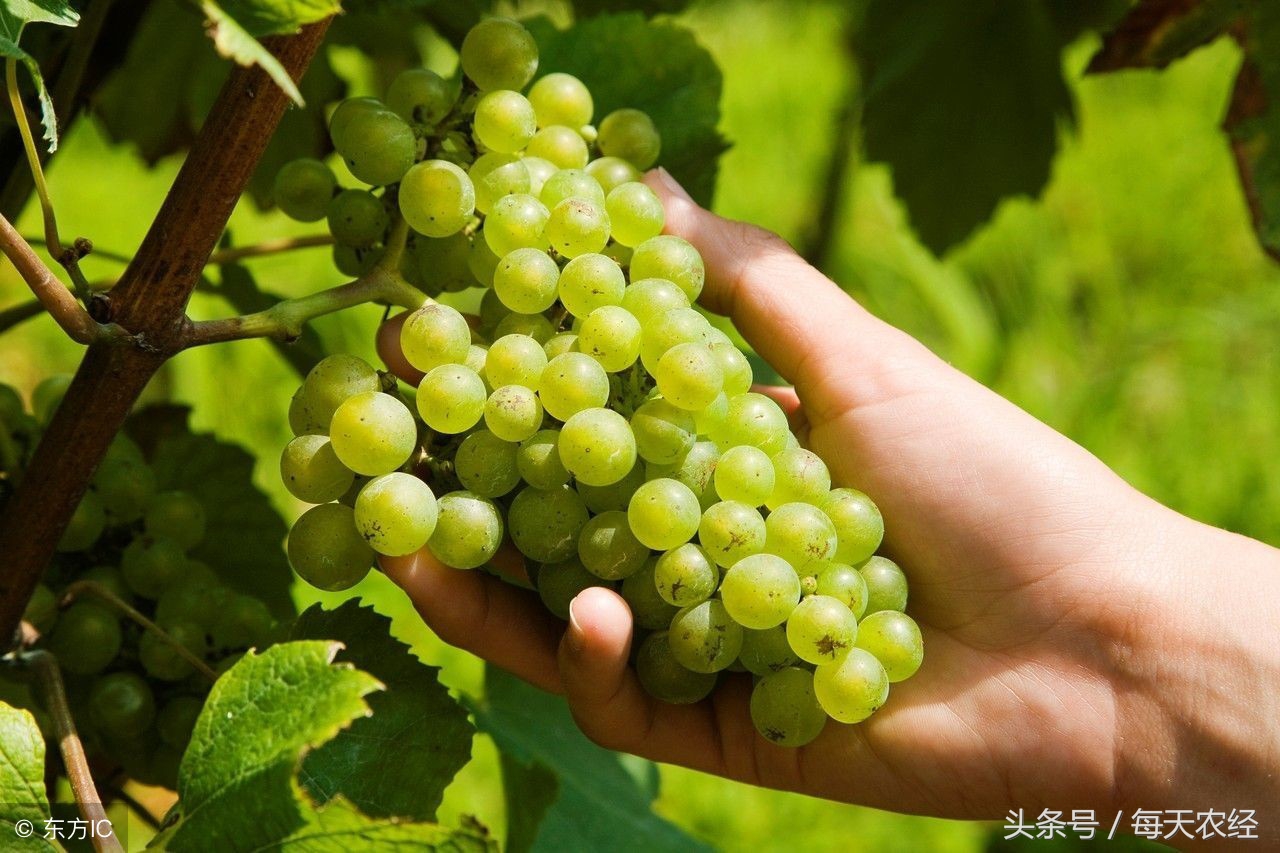 阳光玫瑰葡萄补钙最佳时间,葡萄补钙用什么药喷施