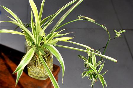 姘村煿鍗峰彾鍚婂叞,閲戦奔鍚婂叞姘村煿