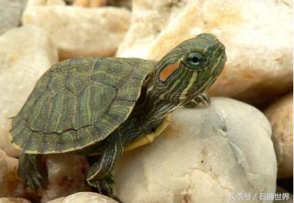如何养乌龟小常识巴西龟,养乌龟技巧巴西龟能长多大