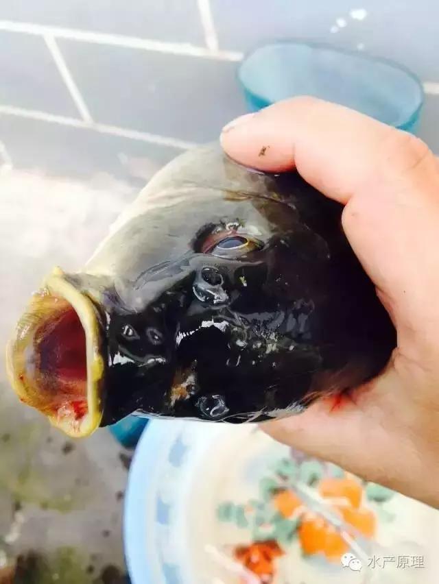 鱼类烂鳃病症状,鱼类烂鳃病致病机理