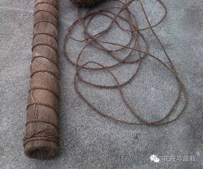 绿萝为什么不扎根绿萝柱,绿萝柱的绿萝是一般品种吗