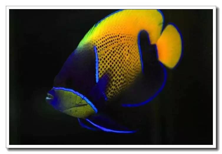 海水养殖鱼类疾病与防治手册内容,海水观赏鱼养殖技术书籍