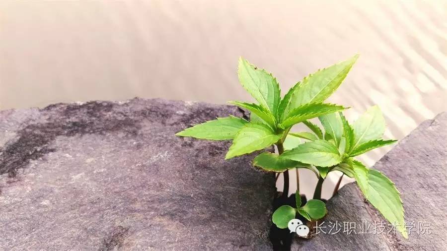 来稿我的大学生活比你多了道风景