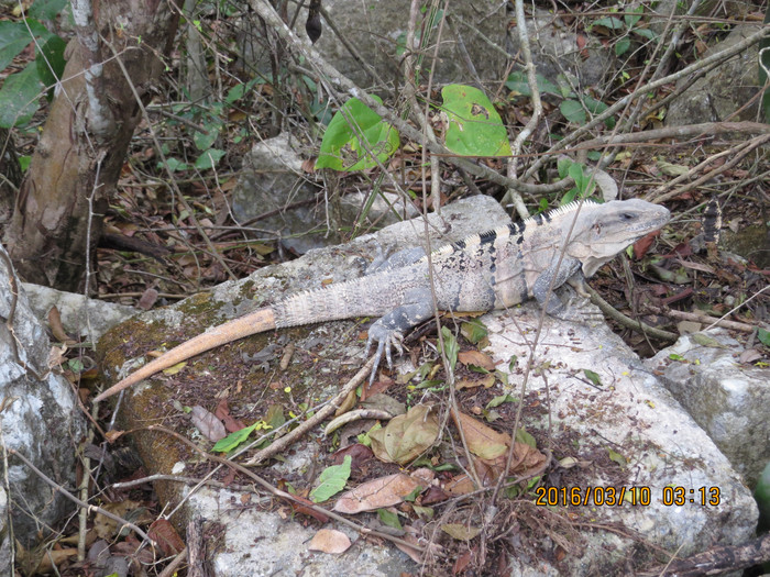 去巴西阿根廷秘鲁智利四国游,巴西阿根廷智利秘鲁地图