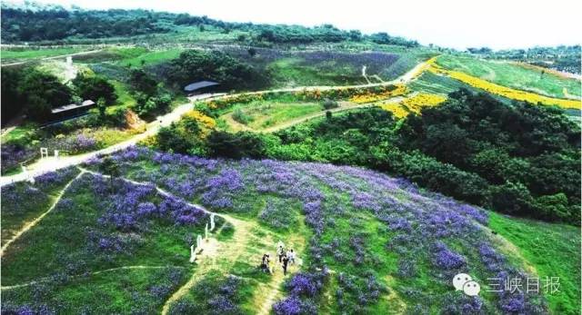 宜昌花海推荐,宜昌6月份花海景点有哪些