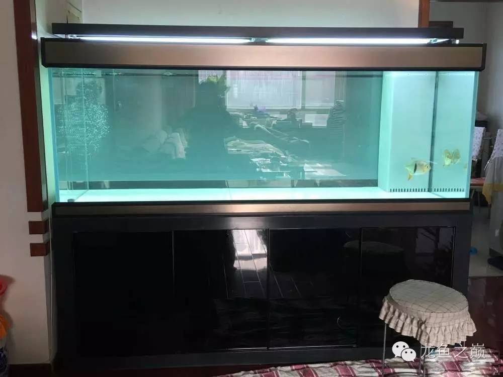 超级白，超会做，这才叫养鱼！