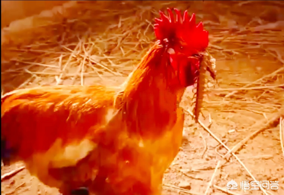 被蜈蚣咬了之后疼痛要持续多久,被蜈蚣咬了真疼