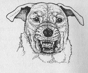 掌握狗的语言交流