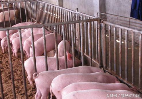 怀孕母猪低温不吃用什么药,怀孕母猪低温喘气怎么治疗
