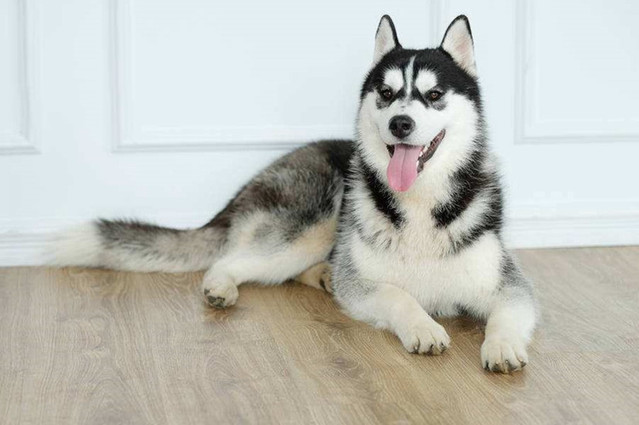 十二星座长大后最适合养什么宠物,星座百科十二星座最适合养的宠物