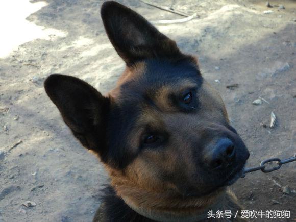 杂交德牧怎么是黑的,杂交德牧