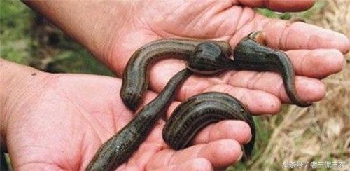 农村致富都有哪些好项目,农村5个致富项目