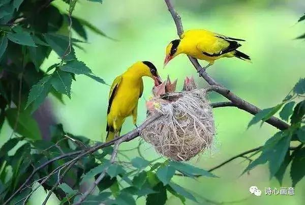 戊戌惊蛰有感：花谢花飞花满天，红消香断有谁怜？