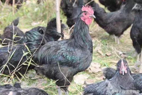 黑羽绿壳蛋鸡产蛋量,高产黑羽绿壳蛋鸡品种